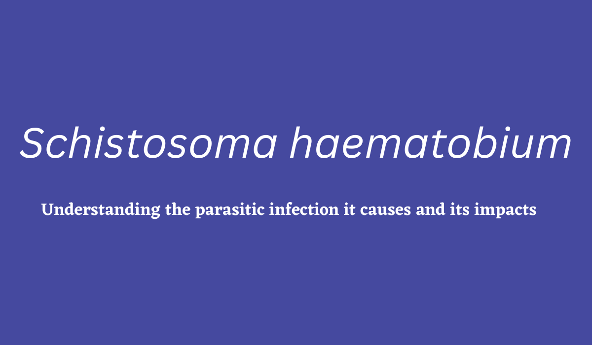 schistosoma haematobium rash